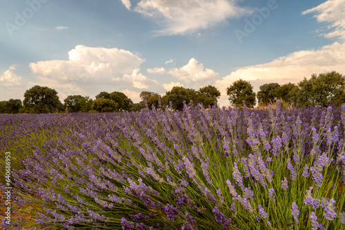 Captivating sunset sky with sunbeams over lavender fields - fascinating stock photography!
