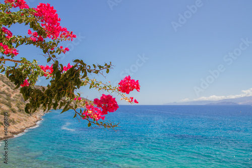 View of the turquoise mediterranean sea at the island of Crete, Greece, near Agios Nikolaos, with pink bougainville flowers photo