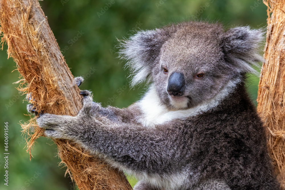 Obraz premium Cute koala climbing a tree. Full face view with soft foliage background. Victoria, Australia.This cute marsupial is endangered in the wild.