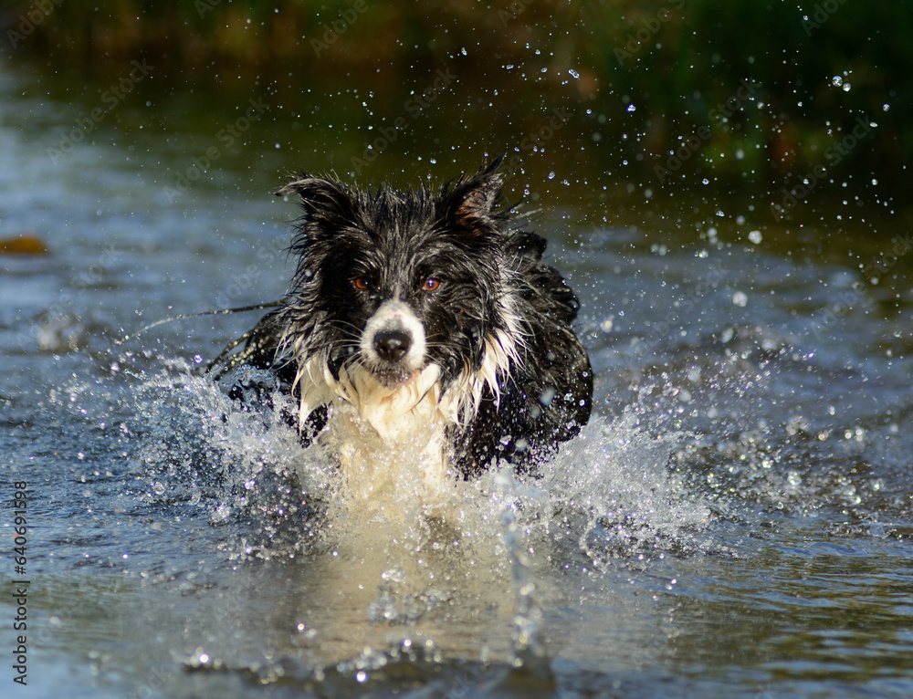 Pies rasy Border Colli pływający w wodzie - obrazy, fototapety, plakaty 
