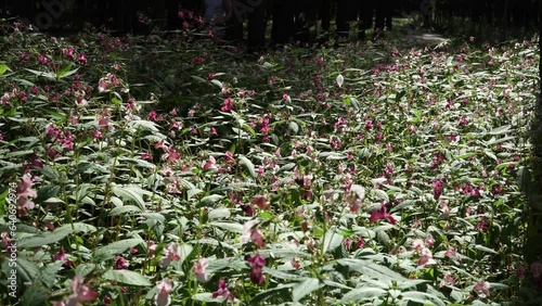 Himalayan balsam plants (Impatiens glandulifera) in nature - one of the invasive species. It is a large annual plant native to the Himalayas. It is now present across much of the Northern Hemisphere. photo
