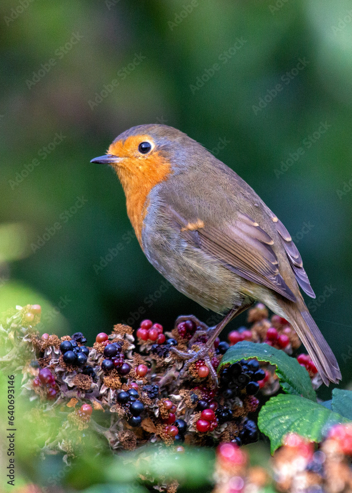 Robin Red Breast (Erithacus rubecula) in Dublin, Ireland