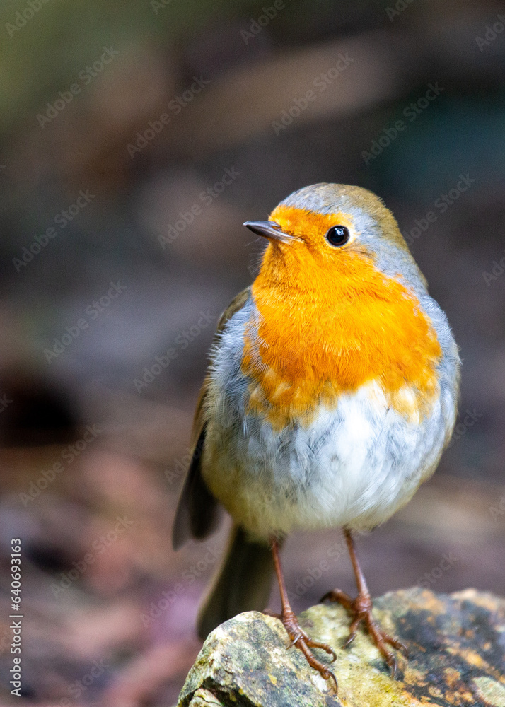 Robin Red Breast (Erithacus rubecula) in Dublin, Ireland Robin Red Breast (Erithacus rubecula) in Dublin, Ireland