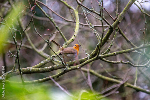 Robin Red Breast (Erithacus rubecula) in Dublin, Ireland