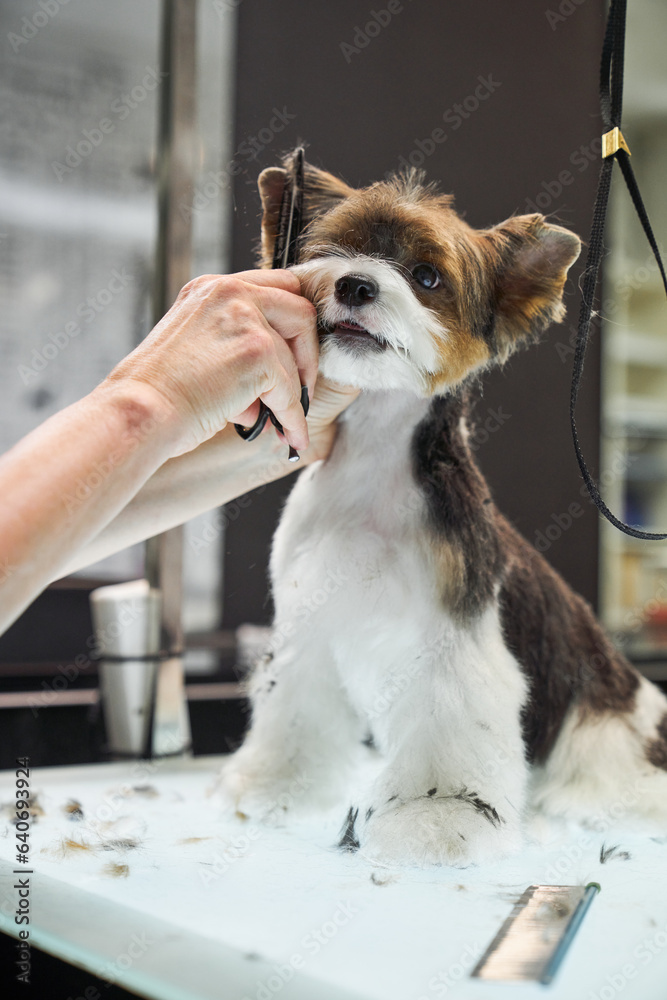 Crop groomer cutting wool of cute dog