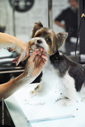 Crop groomer doing haircut for fluffy dog in salon