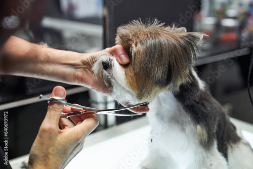 Faceless groomer doing haircut for dog