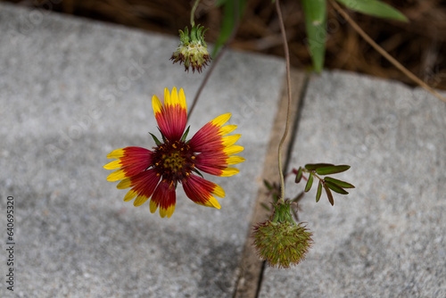 BTNEP_BurgandyAndYellowFlower photo