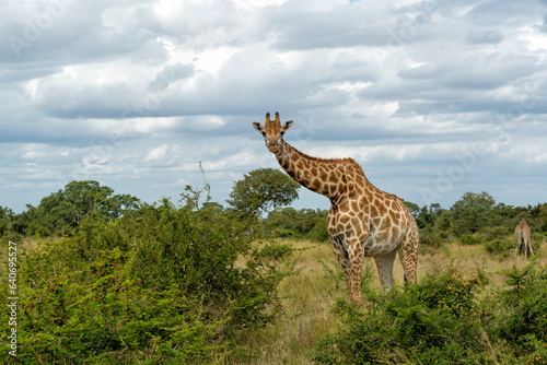 Giraffes walking around and searching for food in the Kruger National Park in South Africa