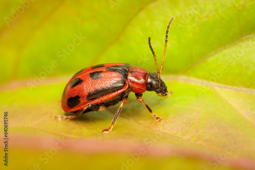 Small Bean Leaf Beetle taking sunbath on a peoni leaf with blurred background and copy space