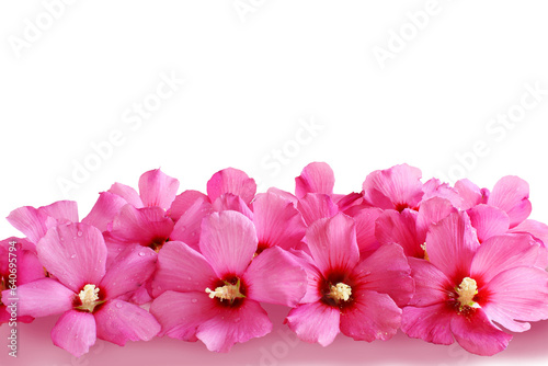 beautiful pink hibiscus also known in india as jasud flower Chinese hibiscus China rose Hawaiian hibiscus rose mallow blooming isolated on cutout transparent background