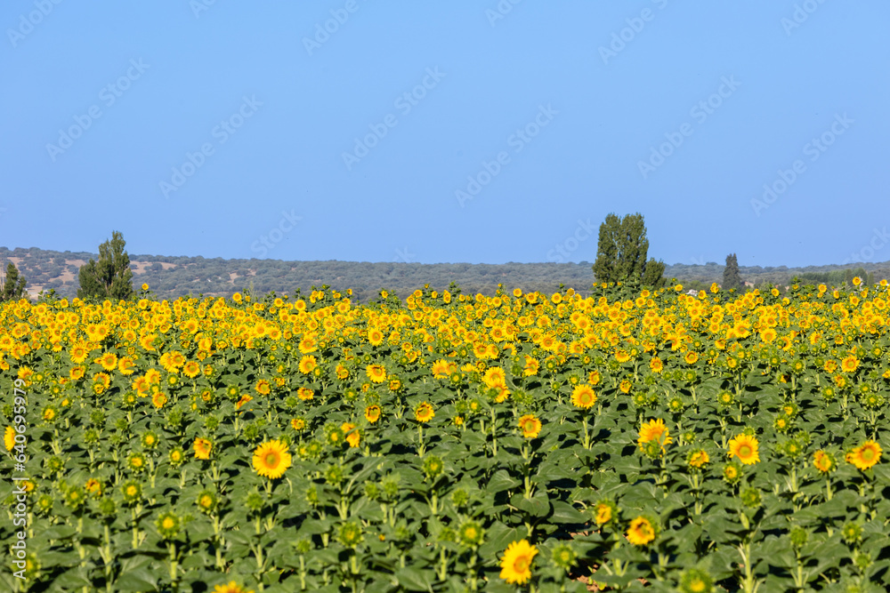 field of sunflowers for the manufacture of sunflower oil in Salamanca, Spain