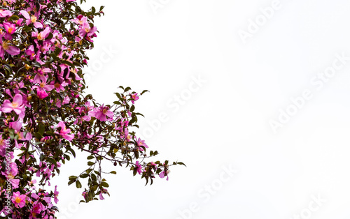 Pink flowers on a branch of a blooming tree on a light background, soft focus, copy space. Floral background