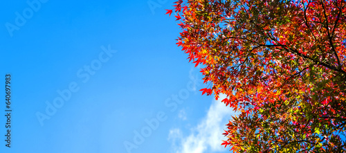 Billede på lærred Autumn tree branches with bright leaves against the blue sky close-up