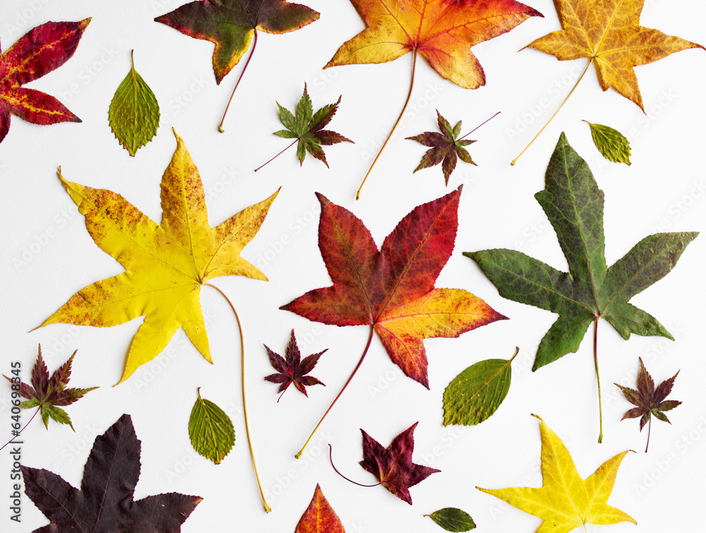 Collection of autumn bright colorful leaves on a white background. Autumn texture background