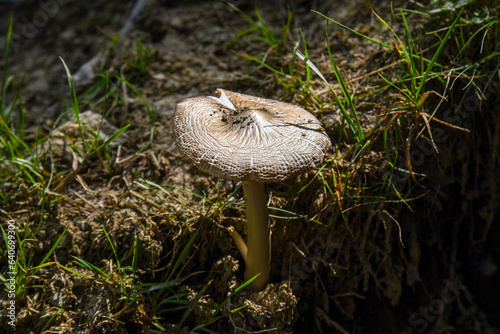 one lonely mushroom in a pine forest in Switzerland