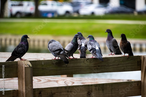 DDB_Thibodaux_FlockOfPigeons