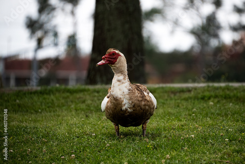 DDB_Thibodaux_MuscovyDuckGlamourShot