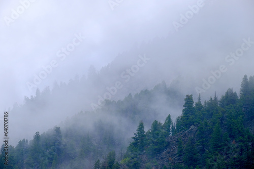 Misty Mountains Ridge Pine Forest Wilderness