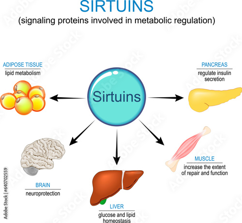 Sirtuins and anti-aging therapy