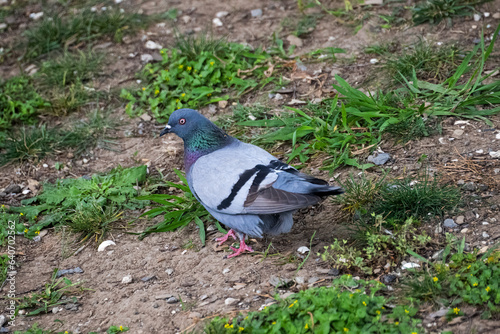 DDB_Thibodaux_Pigeon