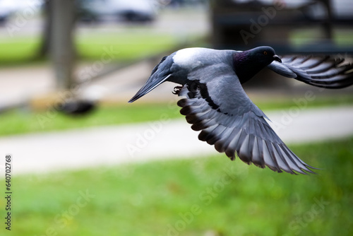 DDB_Thibodaux_PigeonInFlight