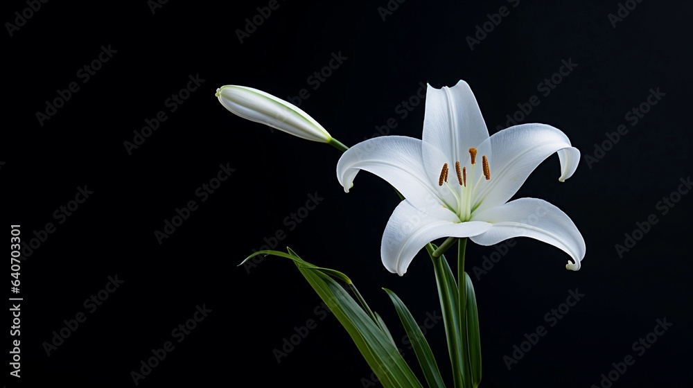 A minimalist composition featuring a single white lily against a clean black background with space for text, allowing for the addition of text. AI generated. A minimalist composition featuring a single white lily against a clean black background with space for text, allowing for the addition of text. AI generated.