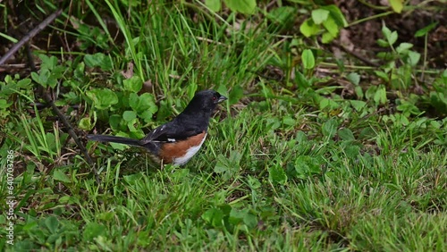 Energetic Eastern Towhee feeding in a bushy area near Blue Ridge Parkway photo