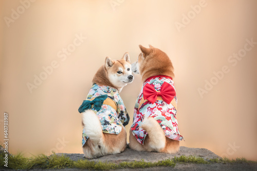 Photography Photo of pair of beautiful red white japanese shiba inu dogs in kimono with bows