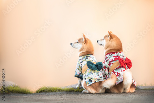 Papier peint Photo of pair of beautiful red white japanese shiba inu dogs in kimono with bows