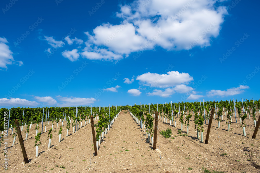 Freshly planted young vineyard near Wörrstadt/Germany on a sunny day