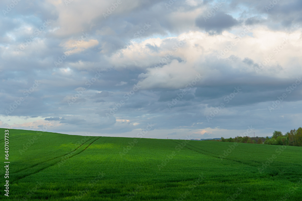Fototapeta premium Beautiful fairy-tale clouds over a young farmer's field and forest. Neat rows of cereals and traces of agricultural machinery. Cultivation of agricultural products in rural areas