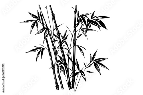 Hand drawn ink sketch of bamboo leaves and branches. Vector illustration.