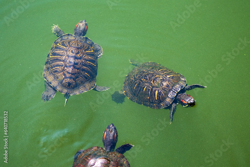 three turtles on the water