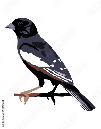 Lark Bunting Colorado State Bird