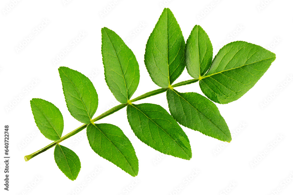 green acacia leaf, bought by fire, isolated on a white background green acacia leaf, bought by fire, isolated on a white background