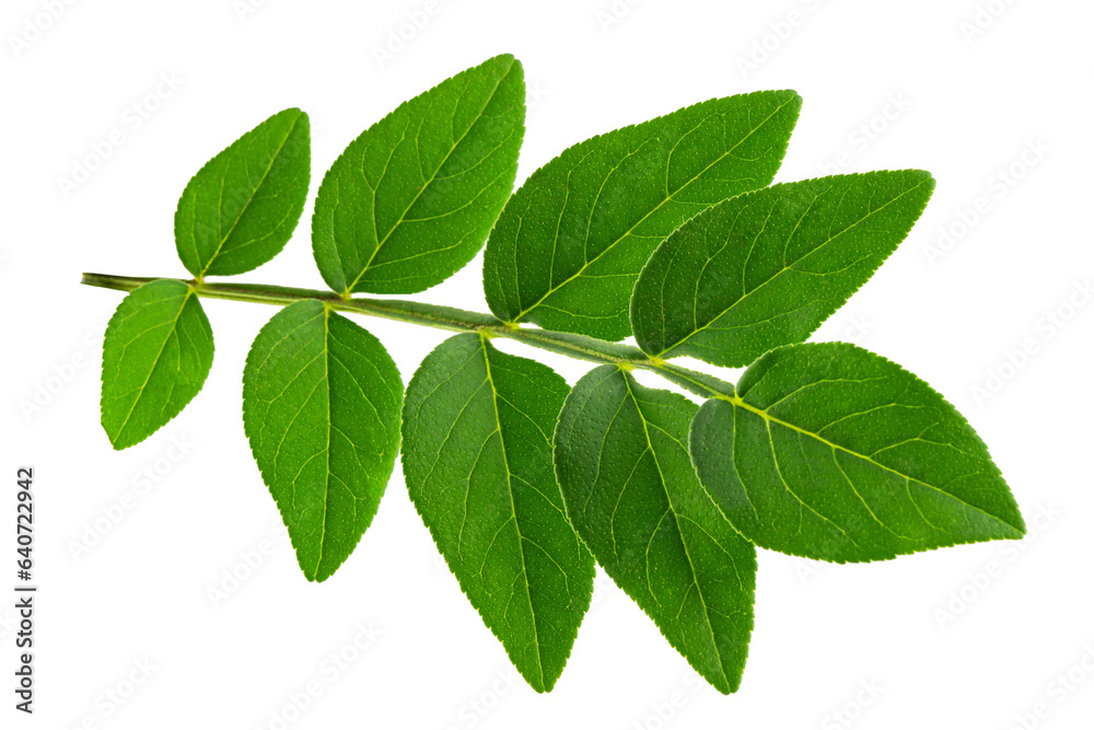 green acacia leaf, bought by fire, isolated on a white background green acacia leaf, bought by fire, isolated on a white background