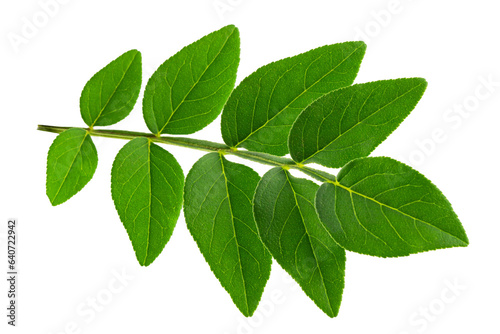 green acacia leaf, bought by fire, isolated on a white background