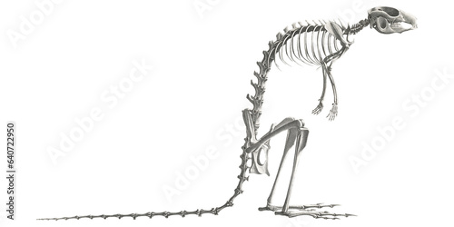 Wallaby Animal Anatomy Skeleton Scientific Illustration Skull And Bones