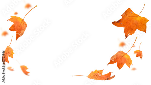 autumn leaf colors isolated for background