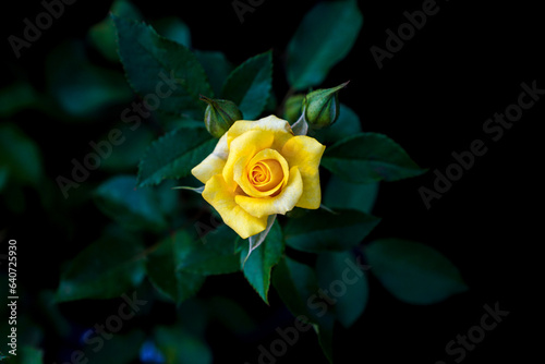 Beautiful Floribunda Rose Flower.
