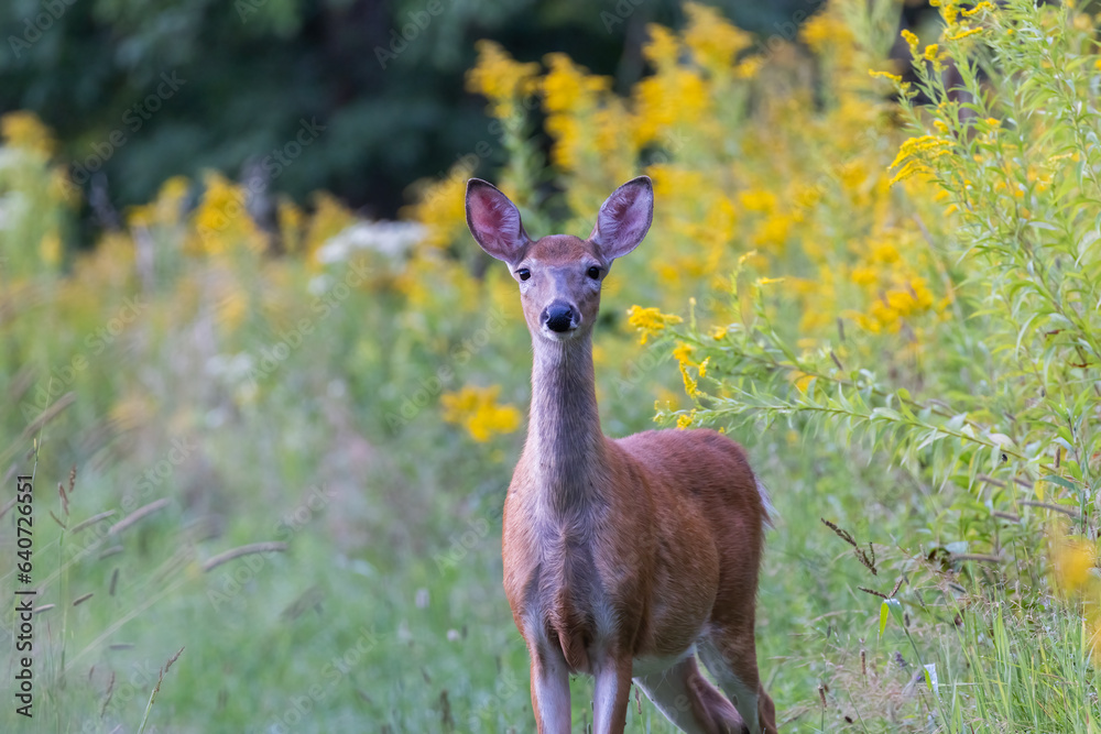 Female white-tailed deer in summer Female white-tailed deer in summer