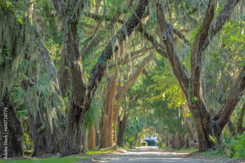 Ave. or the Oaks, old plantation in St. Helena Island, South Carolina.