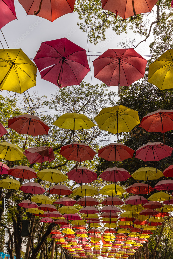 Obraz premium cobertura de guarda chuvas coloridos na cidade de Holambra, Estado de São Paulo, Brasil