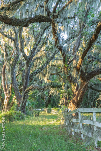 Oaks hung with Spanish Moss at the entrance to the old Fripps Plantation, St. Helena Island, Beaufort, South Carolina. photo