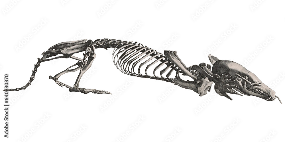 Obraz premium Mole Skeleton Animal Anatomy Vintage Scientific Illustration Skull And Bones