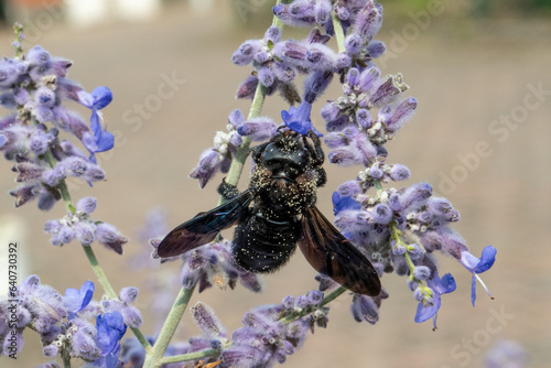 Xylocopa violacea, Violet carpenter bee with pollen on a purple flower © Isabel