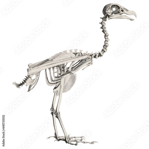 Vulture Skeleton Animal Anatomy Scientific Illustration Skull And Bones
