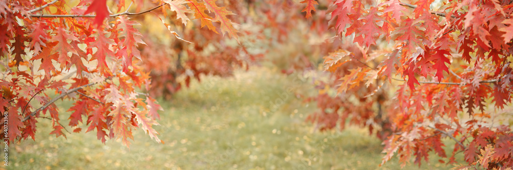 Autumn background. Red oak leaves, beautiful park in autumn. Autumn background. Red oak leaves, beautiful park in autumn.