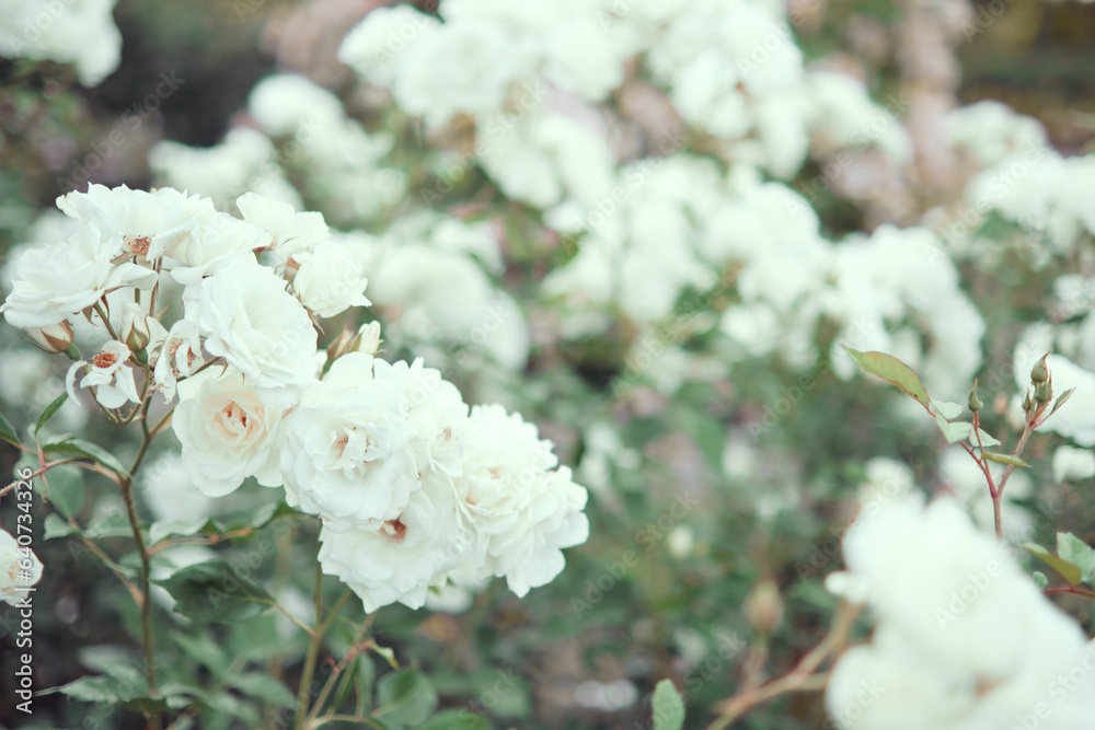 Bushes of blooming white roses in the garden. Selective focus.